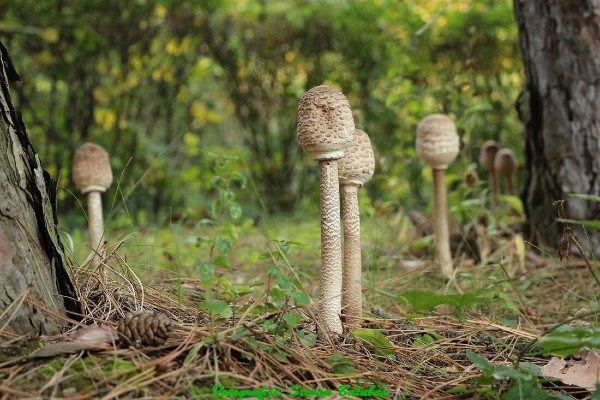 Read more about the article Sunčanice, velike ili kuštrave – Neophodna opreznost pri sakupljanju gljiva
