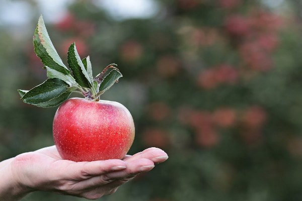 stubaste jabuke plod