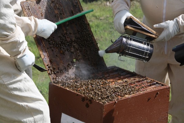 Read more about the article Besplatne obuke za pčelare, voćare i organske proizvođače