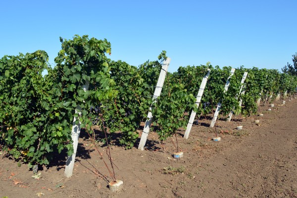 Metode proucavanja 6 fenofaza razvoja vinove loze