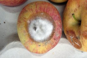 suzbijanje skladisnih bolesti jabuke