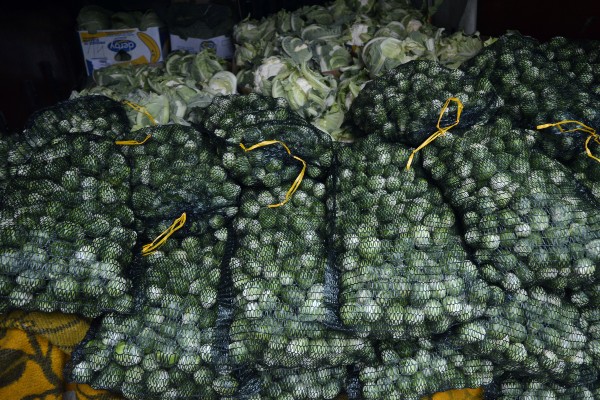brokoli sa gazdinstva Tiri