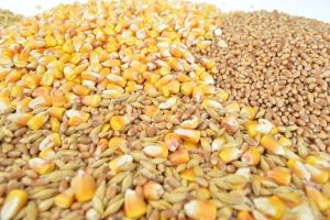 Na berzi cena suncokreta 480 evra/t, kukuruz novog roda do 23,50 din/kg 11 cena