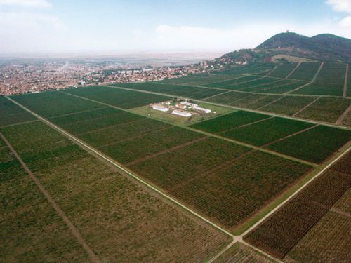 1 Plantaze Vrsacki vinogradi