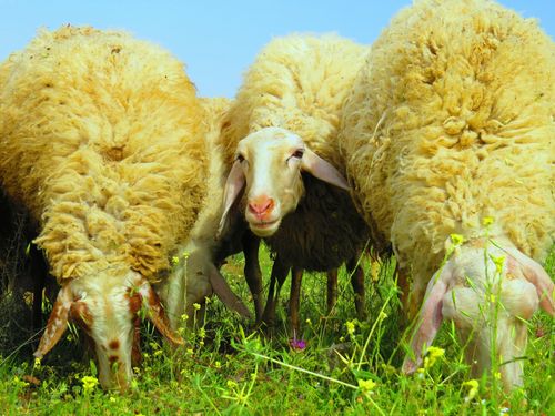 Assaf sheep