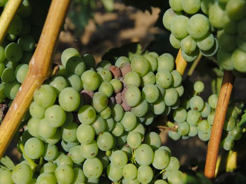 Botrytis cinerea PIS