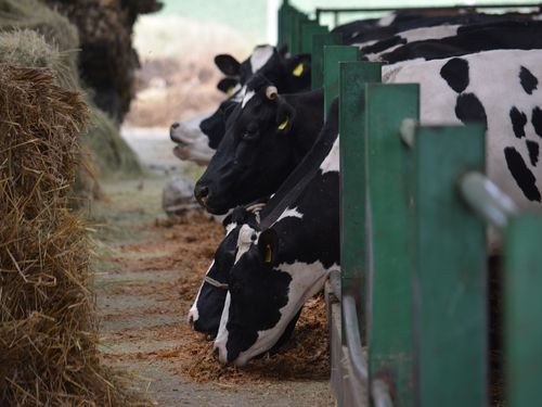Farma goveda