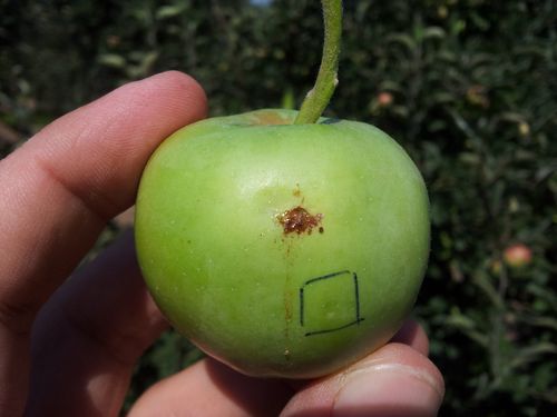 Larva jabukov smotavca