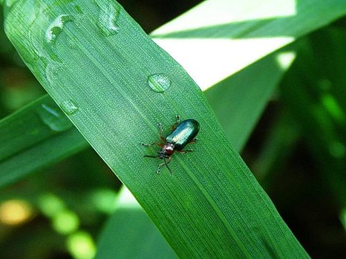 Lema melanopus