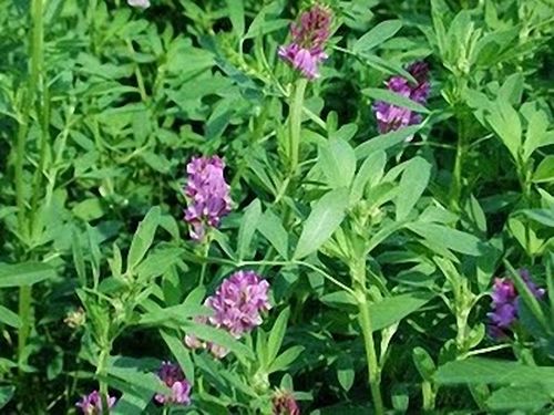 Lucerka