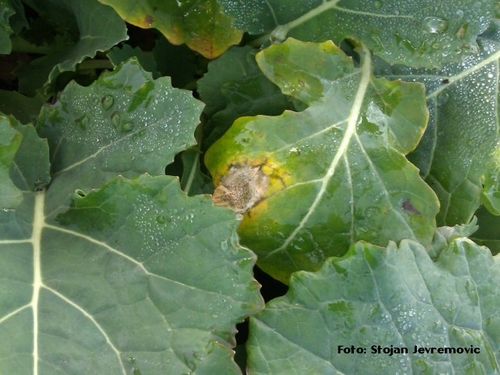 Phoma 1