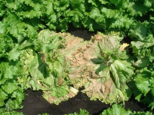Sclerotinia-minor-bolest-povrca