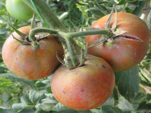 Simptomi virusa bronzavosti paradajza PIS