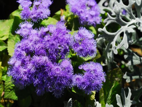 ageratum