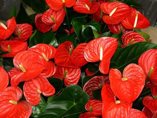 anthurium