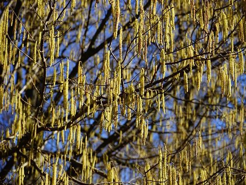 common-hazel-275487 640