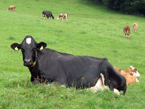 images agrosfera agroteme crna austrijska krava se odmara na pasnjaku