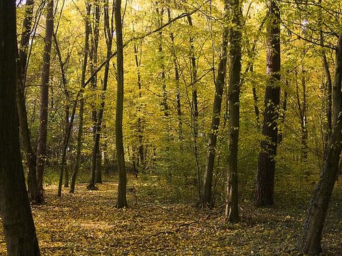 forest-259492 640
