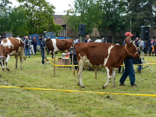 izlozba krave