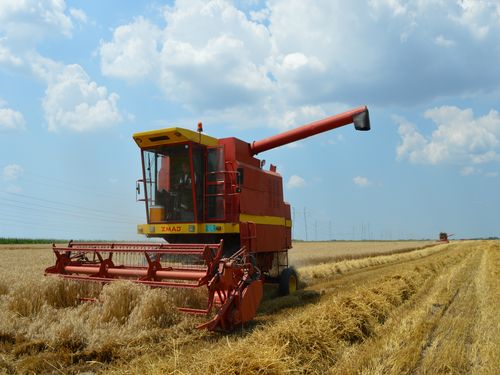 kombajn zetva psenice