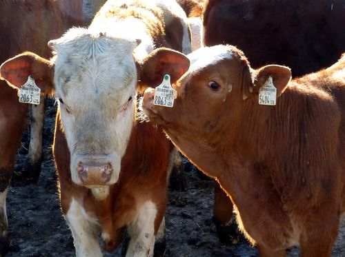 Rekordna cena teladi, 1.000 din/kg na području Zaječara 16 krave bikovi simentalci