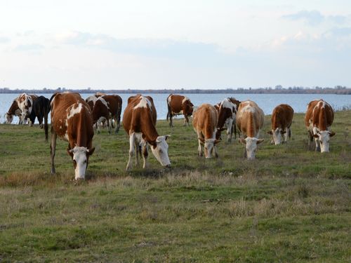 krave pasu