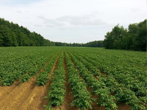 krompir biljke u polju
