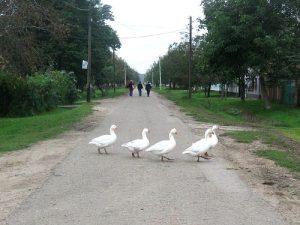 kuca seoska