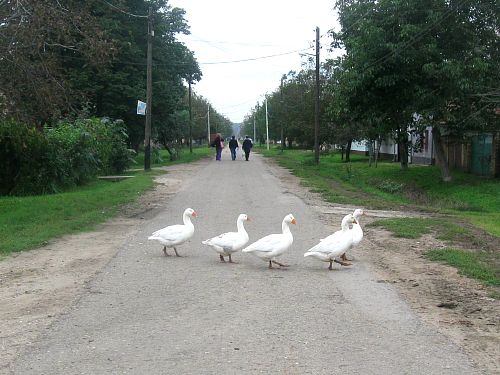 kuca seoska
