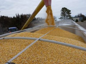 Na Produktnoj berzi trgovalo se samo kukuruzom po ceni 22,42 dinara za kilogram 11 images agrosfera agroteme kukuruz rinfuz 300x225 1
