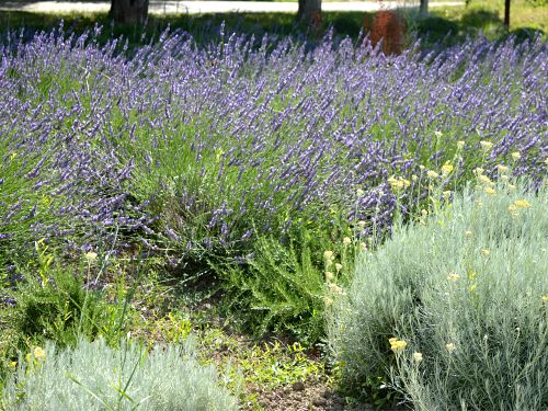 lavanda i smilje