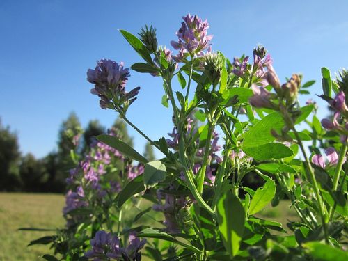 lucerka cvet krupno