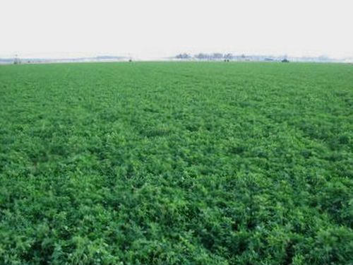 lucerka agroservis 1