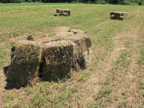 lucerka bale
