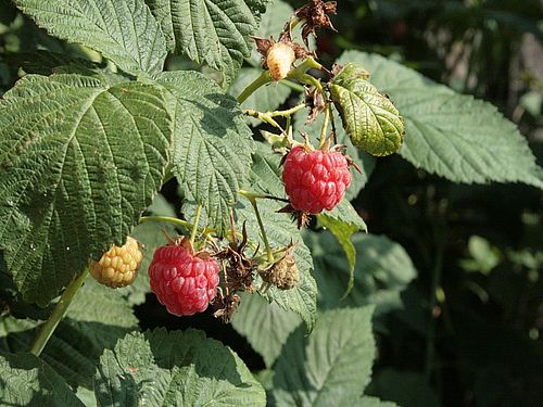 maline