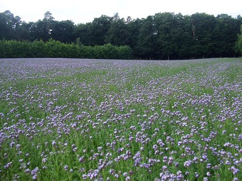 meadow-446758 640