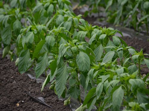 mlada paprika