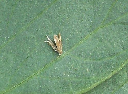moljac paradajza