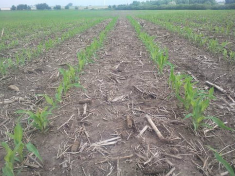 no-till