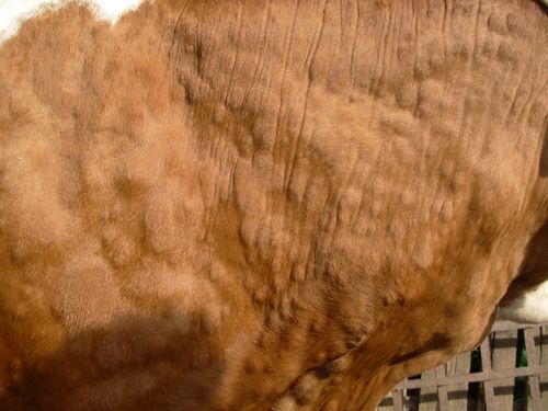 nodularni dermatitis krava