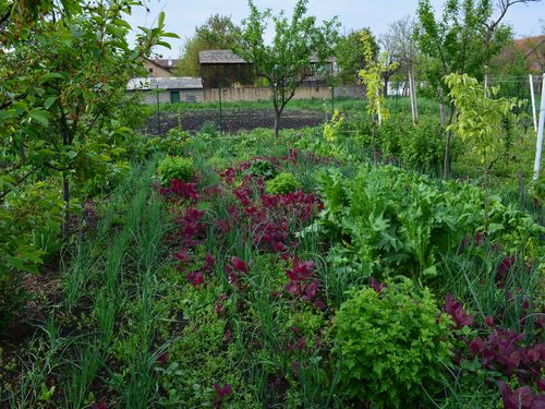 Dobri i loši susedi u povrtnjacima - Spisak nešto više od 20 vrsta povrća i začinskog bilja 11 images agrosfera agroteme organska basta