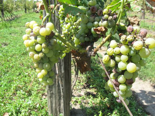 osteceni grozdovi