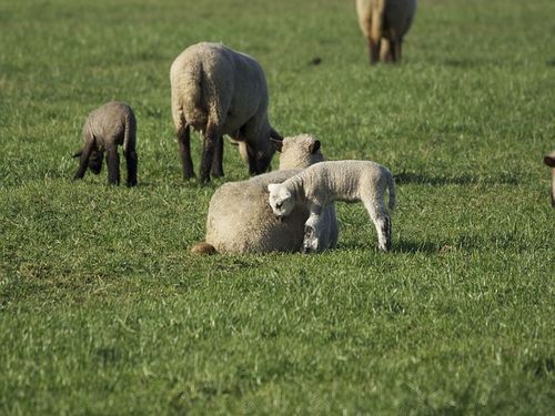 Rast cena stoke u Srbiji: Prasad od 320 do 380 din/kg, a jagnjad i do 500 din/kg 12 images agrosfera agroteme ovca i jagnje 4