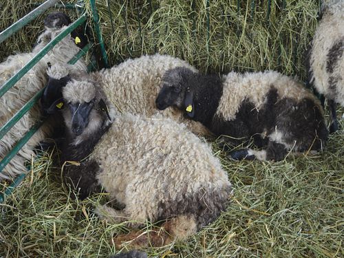 ovce sarene