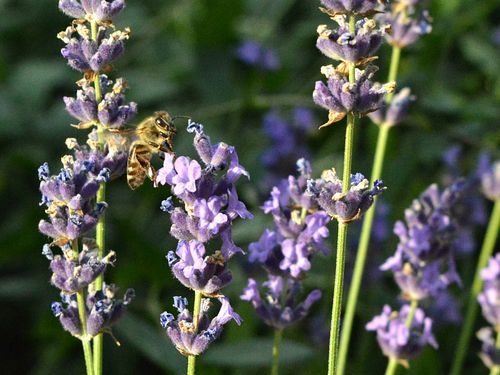 pcela i lavanda