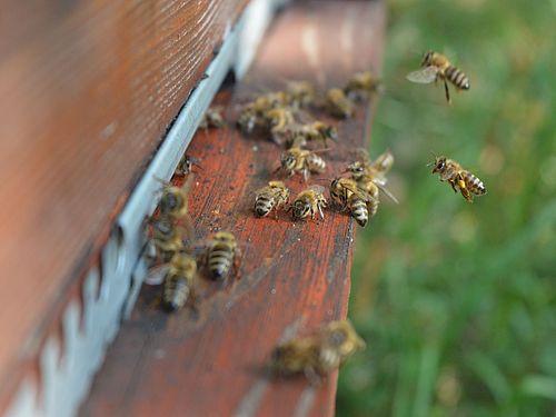 Podsticaji po košnici 1.000 dinara, podnošenje zahteva do 15. jula 6 images agrosfera agroteme pcele na poletaljci braon kosnica 2