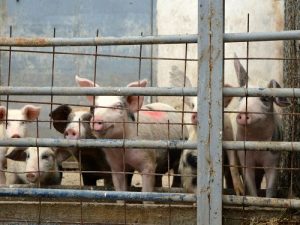 Rekordna cena teladi, 1.000 din/kg na području Zaječara 17 images agrosfera agroteme prasici u oboru 300x225 1
