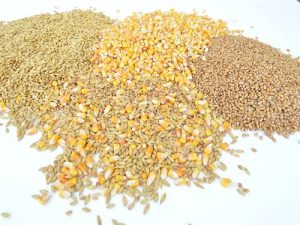 images agrosfera agroteme psenica kukuruz zrno