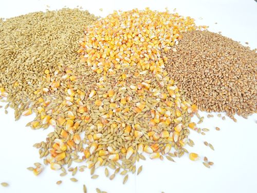 Na Produktnoj berzi povećana ponuda kukuruza i pšenice, suncokretova sačma 27 dinara 6 images agrosfera agroteme psenica kukuruz zrno