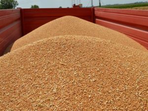 Cene đubriva nastavile rast, urea do 470 eur/t 22 images agrosfera agroteme psenica u prikolici 2